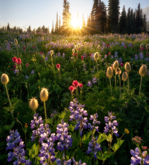 woodendreams:  (by Protik Hossain) 