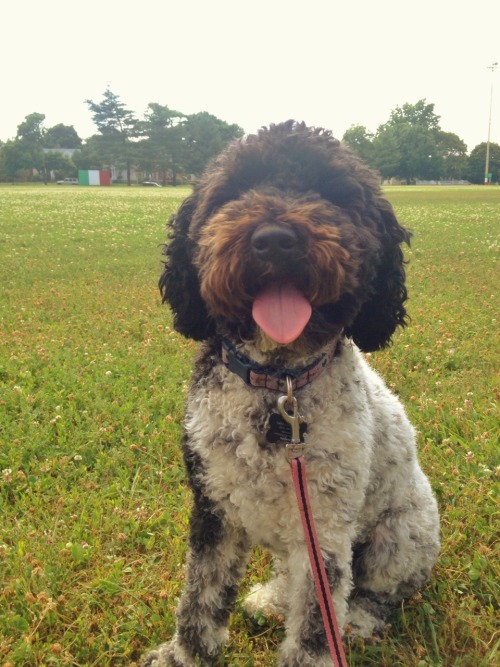 secutrixsufjanis:This is my very first, very own dog. She’s a 21-month old Australian labradoodle. T