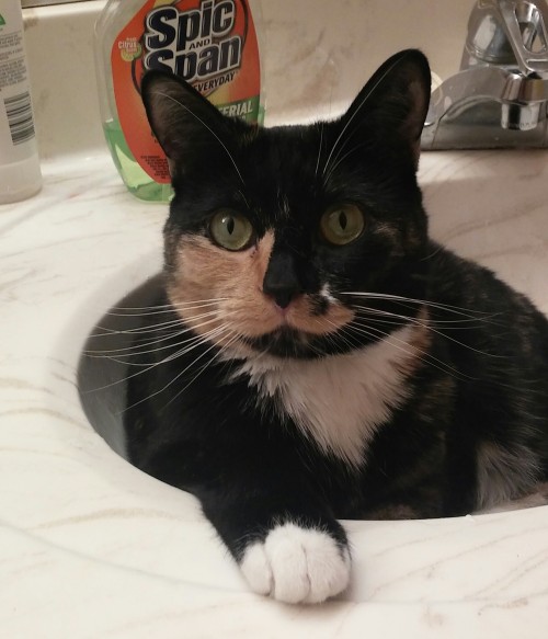 catsbeaversandducks:You Can’t Brush Your Teeth Because:(    ) you have no toothpaste(    ) you have 