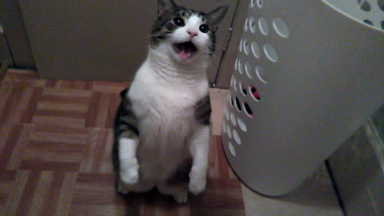 Unflattering Cat Selfies