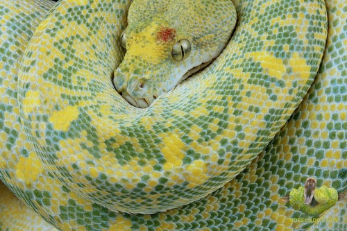 the-reptile-report:  Feeding the Addiction Morelia Viridis Forum -  The gorgeous coloration on Moreliaddiction’s newest green tree python is enough to get anyone addicted to these beautiful snakes.