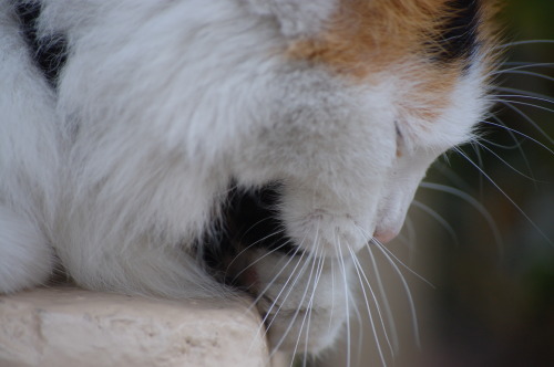 Charlotte Street kitty taking a little bath on the stoop of Art-i-Fact Apparel