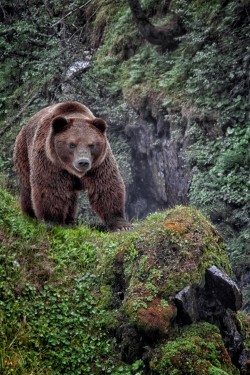 earthandanimals:   Br’er Bear by Michael Milfeit  