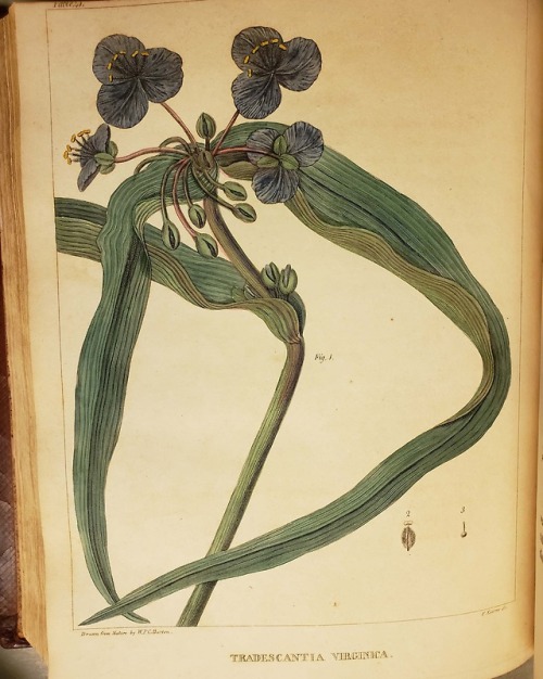 From: Barton, William P. C. (William Paul Crillon), 1786-1856. A flora of North America, illustrated