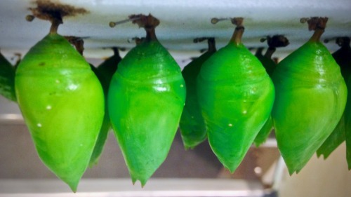 Common Morpho (Morpho peleides)Chrysalis and freshly-emerged!