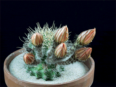 itscolossal:WATCH: Echinopsis Cactus Flowers Seem to Explode Like Fireworks (video)