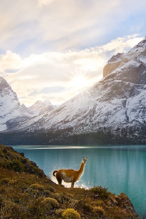 ponderation: Guanacoland by Floris van Breugel  Two guanacos (Lama guanicoe) pose in front of the Cuernos del Paine in Chile’s Torres del Paine National Park. 