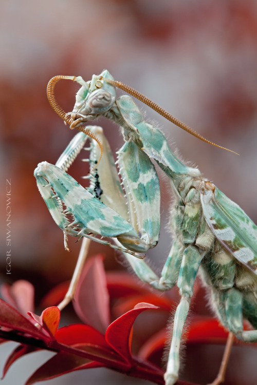 Thistle mantis (Blepharopsis mendica)
Photo by Igor Siwanowicz