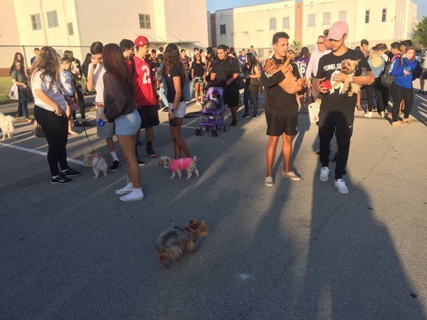 babyanimalgifs:  my type of senior prankmore baby animals here