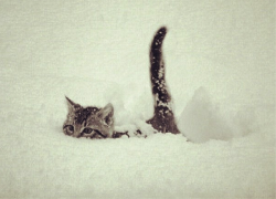 catsaww:  Minnesnowta: Originally posted