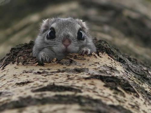 end0skeletal:The Japanese dwarf flying squirrel may be the cutest thing I’ve ever seen with my own t