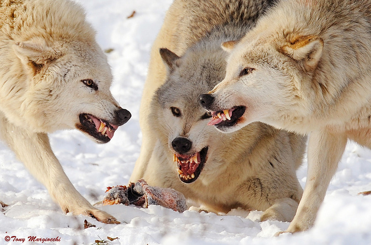 sisterofthewolves:Picture by Tony Margiocchi 
