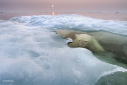 sixpenceee:Polar Bear UnderwaterPaul Soulders