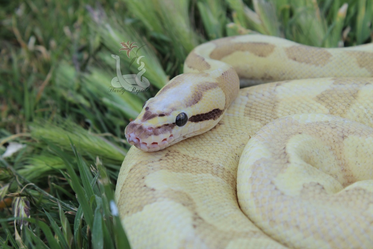i-m-snek:  Raina shed and is just so beautiful. I will never understand how these