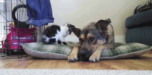 gifsboom:Tiny kitten meets big dog. [video]