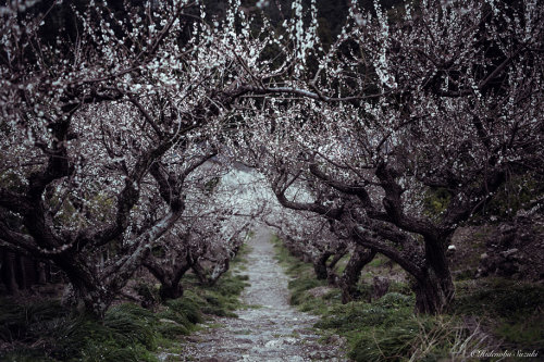 landscape-photo-graphy:The Enchanting Japanese Spring Photographed by Hidenobu Suzuki Japanese beaut