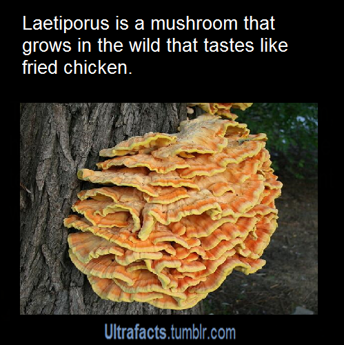 ultrafacts:  More facts? Follow the Ultrafacts Blog! 