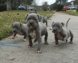 lolcuteanimals:  Cute baby pitties out for