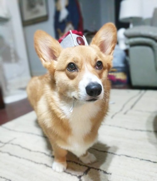 cosplaying-on-a-budget:“I am Atticus, King of Corginia. Uniter of the Pembrokes and the Cardigans.” 