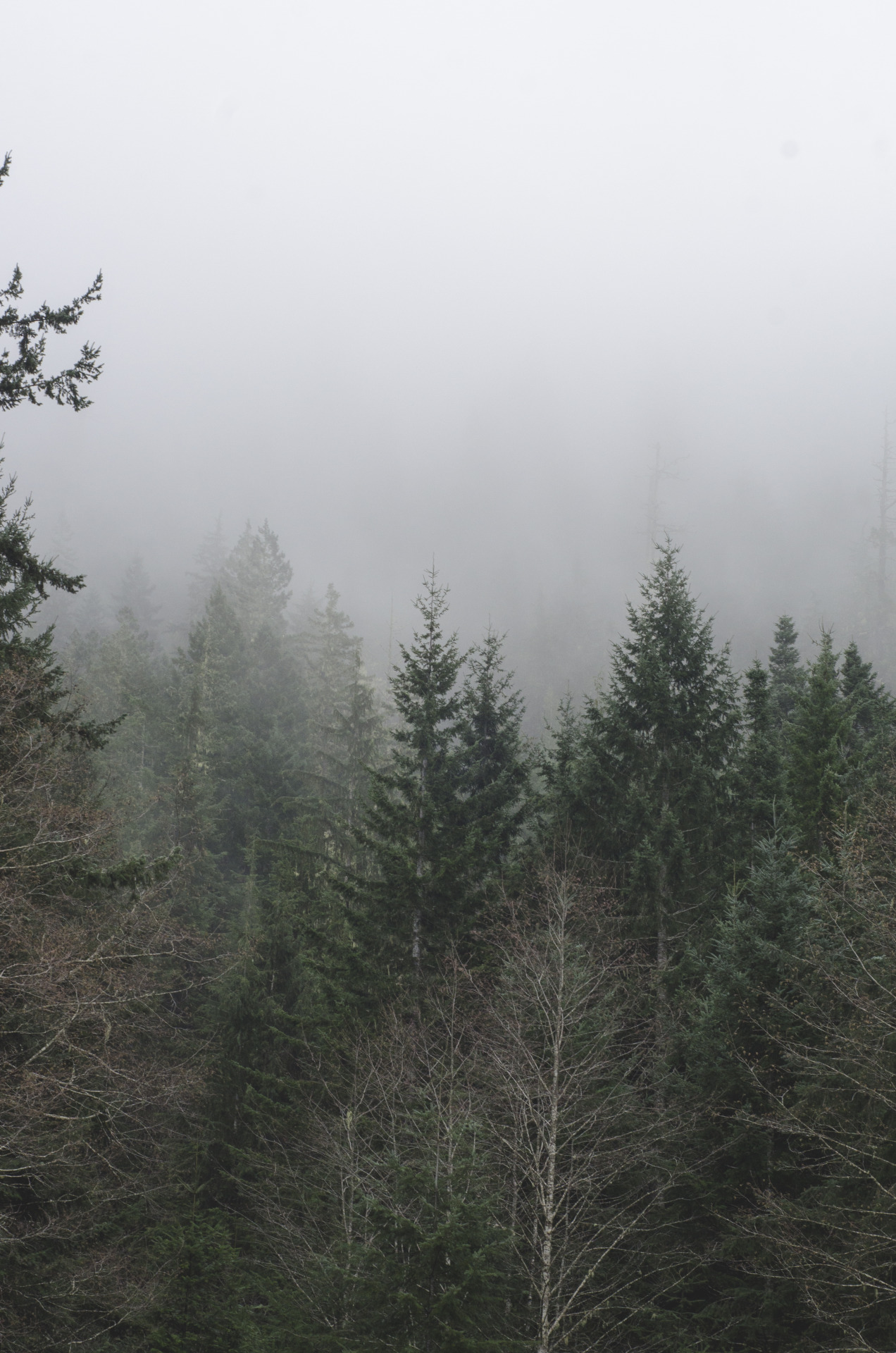 millivedderphotography:Into the Mist Flickr|Facebook|Tumblr|Society6 