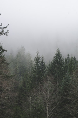 millivedderphotography:Into the Mist Flickr|Facebook|Tumblr|Society6