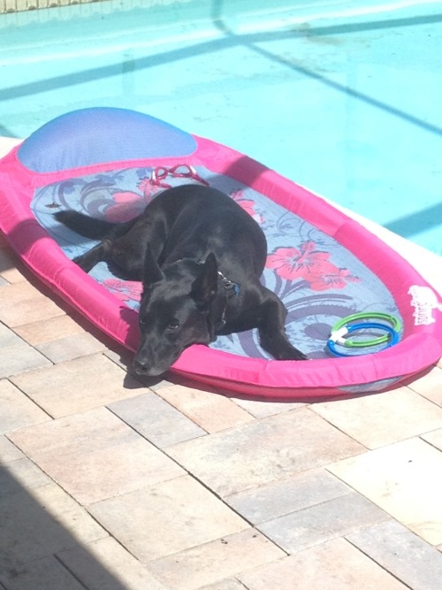 It’s icky and rainy today, so here’s a picture of Shadow being a sun-dog yesterday.