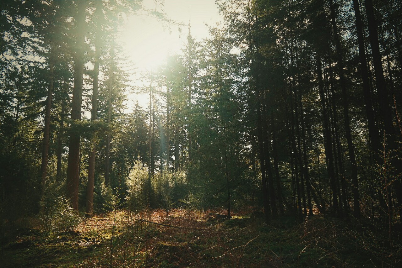 khyghar:  My own nature photography:  Natureblog: khyghar.tumblr.com Instagram: khyghar