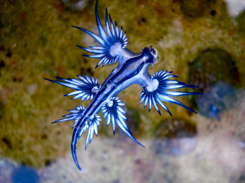 strangelfreak:Glaucus Atlanticus or Blue Dragonthe inspiration for my next project