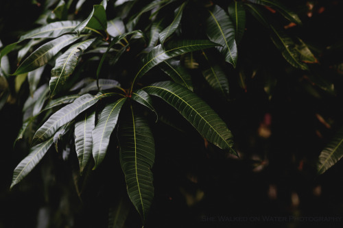 shewalkedonwater:  Gorgeous mango trees while shooting on location with www.themagiczoo.com 