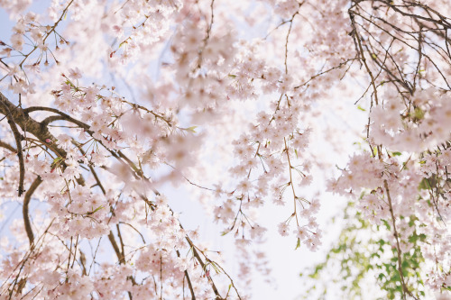 2022-04-10Spring, Cherry BlossomCanon EOS R3 + RF15-35mm f2.8L ISInstagram  |  hwantastic7