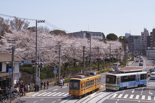 dreams-of-japan:  Tokyo Spring; Cherry Blossoms and Trams Kita-ku,Tokyo(飛鳥山交差点) by Gac.k on Flickr.
