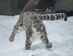  Snowy Snow Leopards 20 (By Jan Crites) 