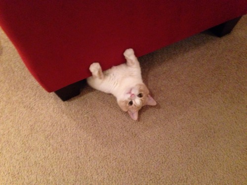 inquisitorsfancyhats: My cat discovered he can fit under the couch and meowed until I came to look