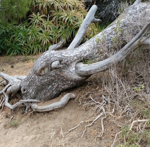 ask-nik-nok-lee: deathclawboyfriend: catchymemes: This fallen down tree looks like a dragon Camoufla