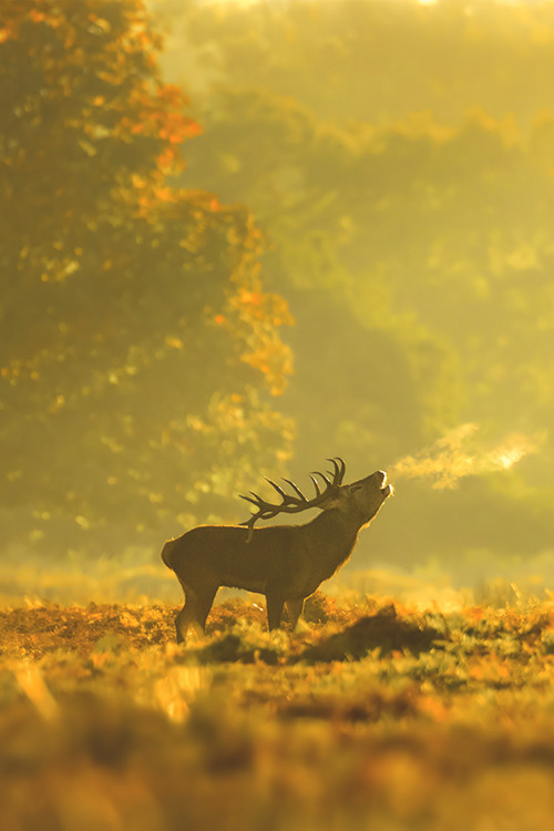 XXX lsleofskye:Hert / Red deer / Cerf photo