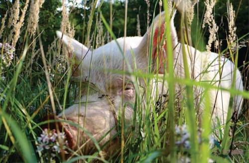 nonconformist-vegan:Esther The Wonder Pig  Photographed by Steve and Derek at Happily Ever Esther Fa