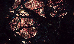  desolation of smaug + scenery porn      