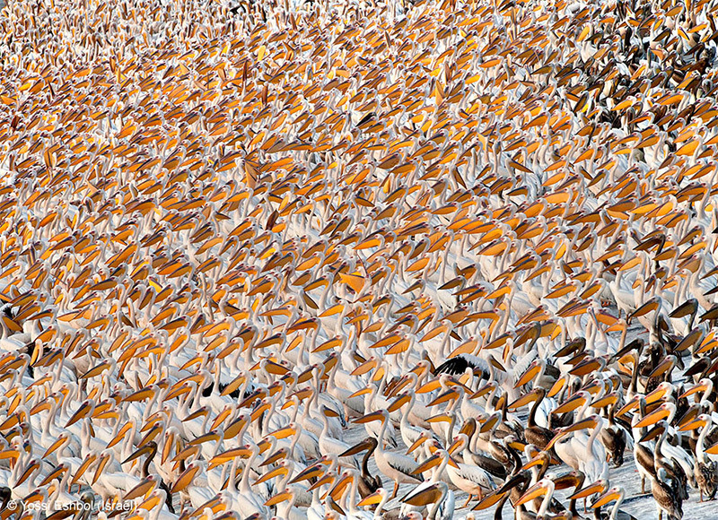 odditiesoflife:  The Best Wildlife Photography of 2013 The results of the 2013 Wildlife