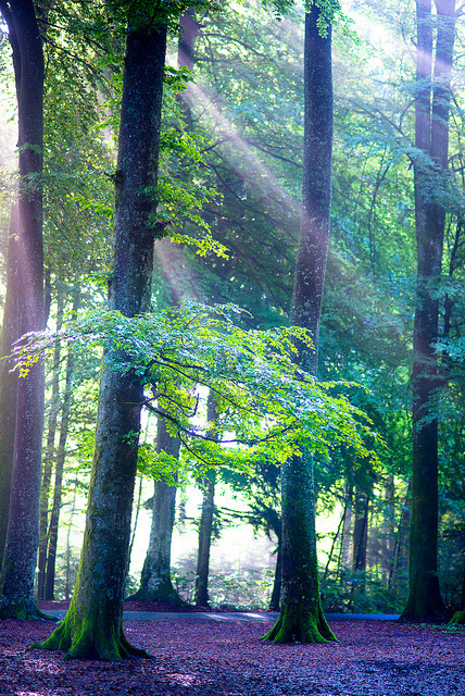 caitlingillam: Forêt d’ Echallens {by Bertrand Monney}