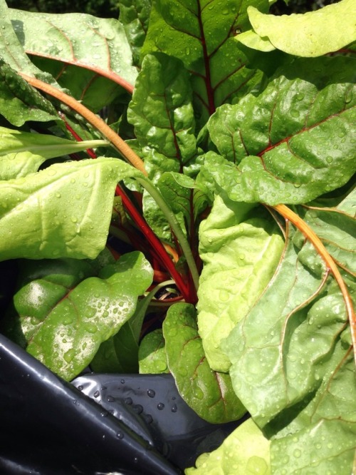 Lollo Rosso and Rainbow Chard loving this humid weather