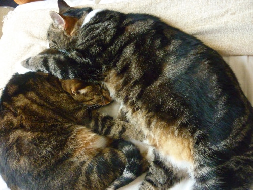 I love how much my cats love each other