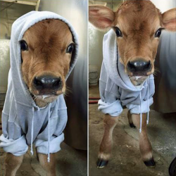 tastefullyoffensive:  &ldquo;Local dairy farm posted a picture of their newest baby cow. This is how they kept her warm.&rdquo; -thehappyninja 