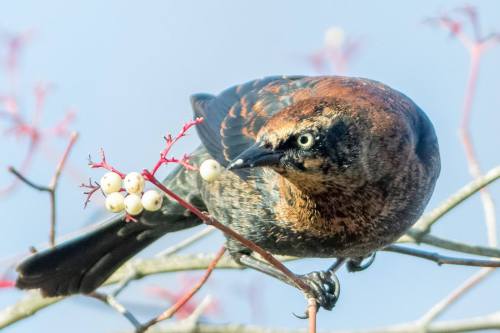 fairy-wren:Rusty Blackbird. Photo via Cornell
