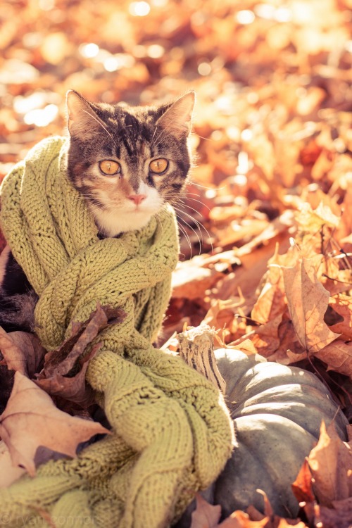 autumncozy:Cats in scarves in the fall.