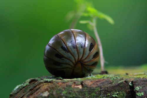 end0skeletal-undead: Pill millipedes are any members of two living (and one extinct) orders of milli