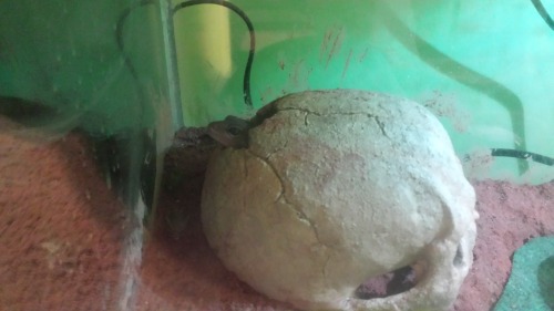 trichofishomania:U wanna by sum crikets?
