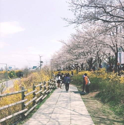 seoul in bloom