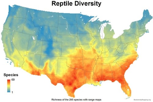 transmortifried: mapsontheweb:Reptile Diversity in the United States. nice