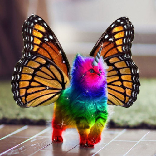 Not a Pokemon: Butterfly Kitty Rainbow Unicorn