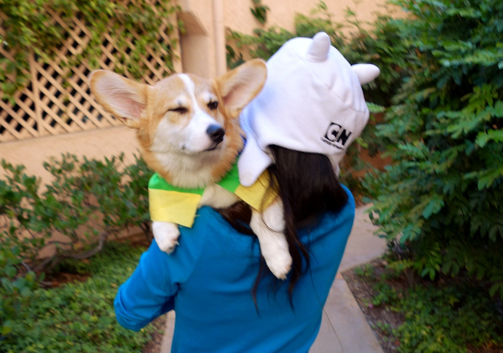 corgiaddict:  omelettethecorgi:  Omelette’s Halloween costume: Lady Rainicorn from